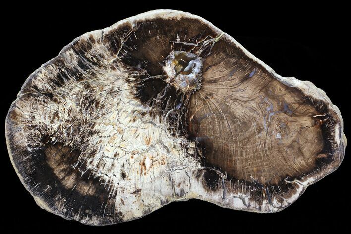 Polished Petrified Wood (Oak) Slab - Oregon #68016